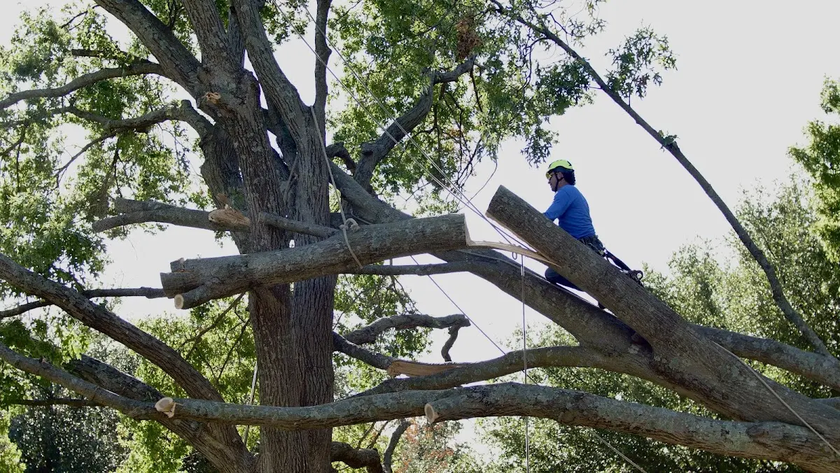 Professional Crown Thinning performed by certified arborists in Dakota
